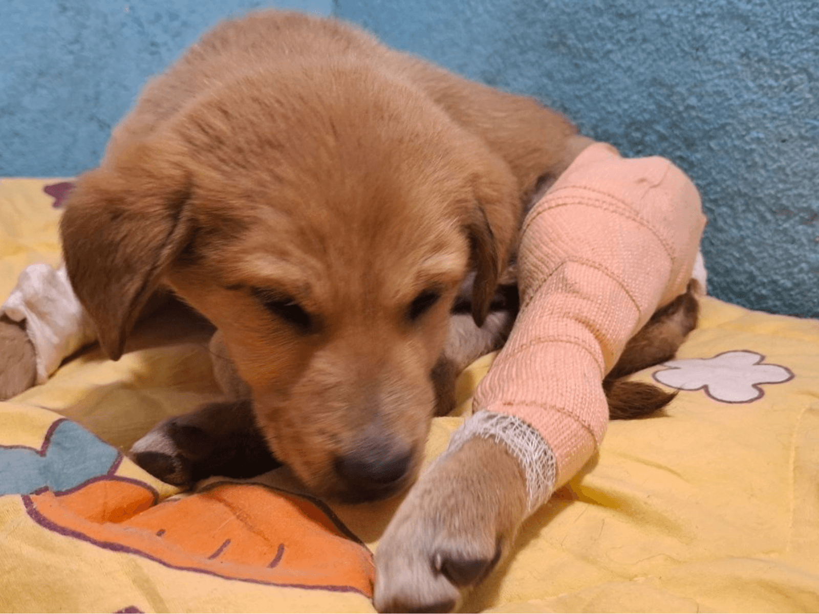 A rescued puppy resting with a bandaged leg