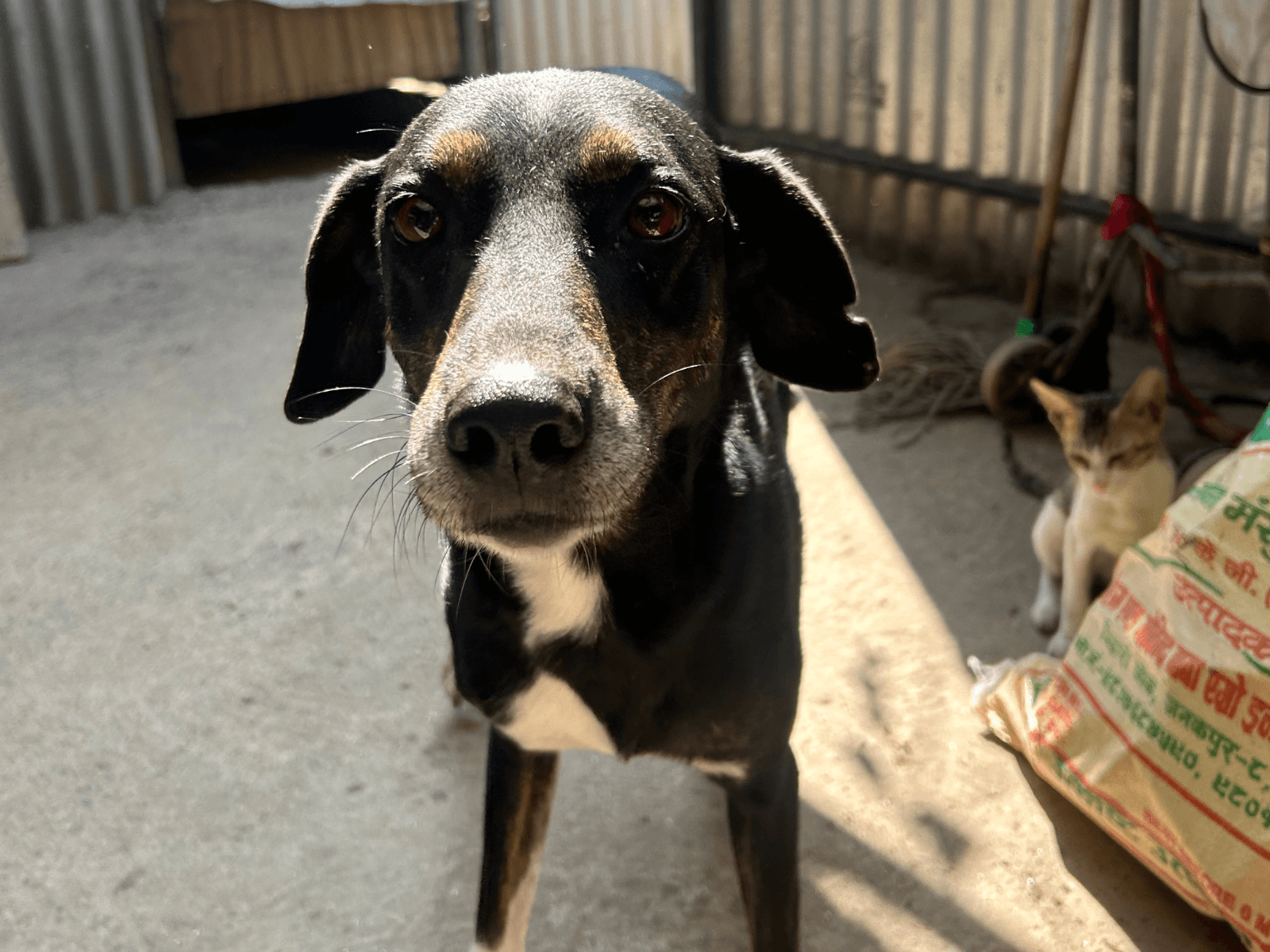 Baby, an Oxsa Nepal shelter dog
