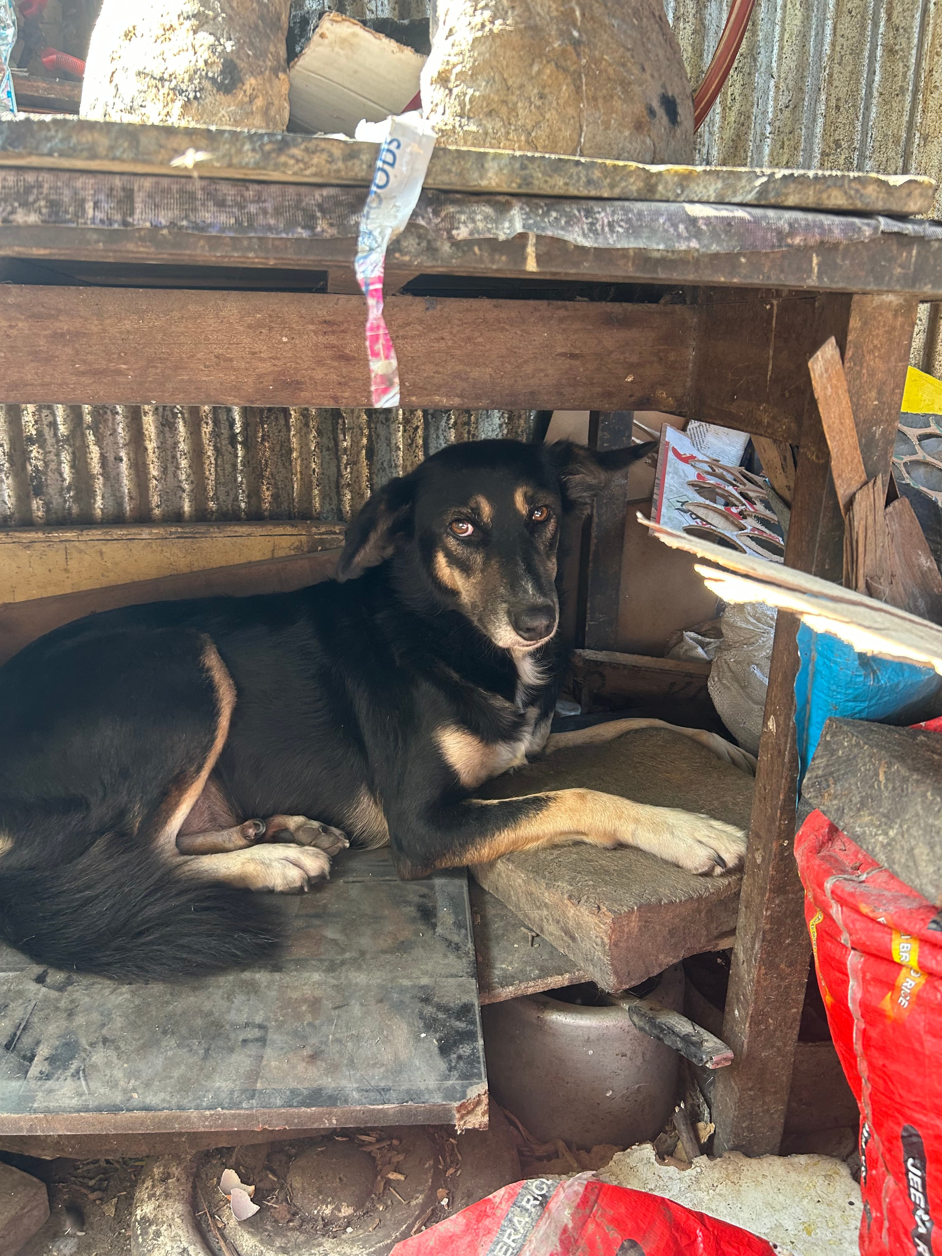 Choti Kali, an Oxsa Nepal shelter dog