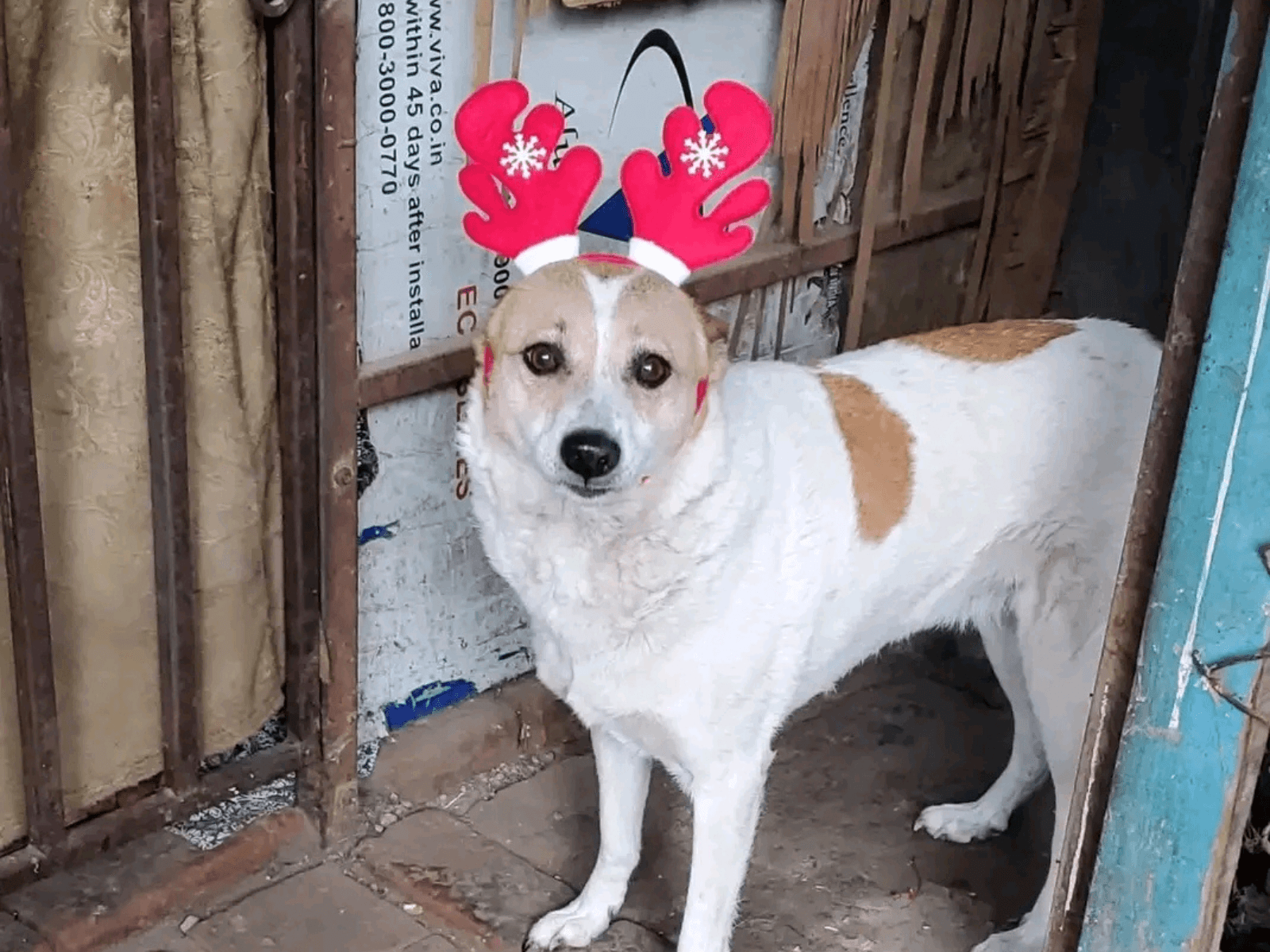 Lucy, an Oxsa Nepal shelter dog