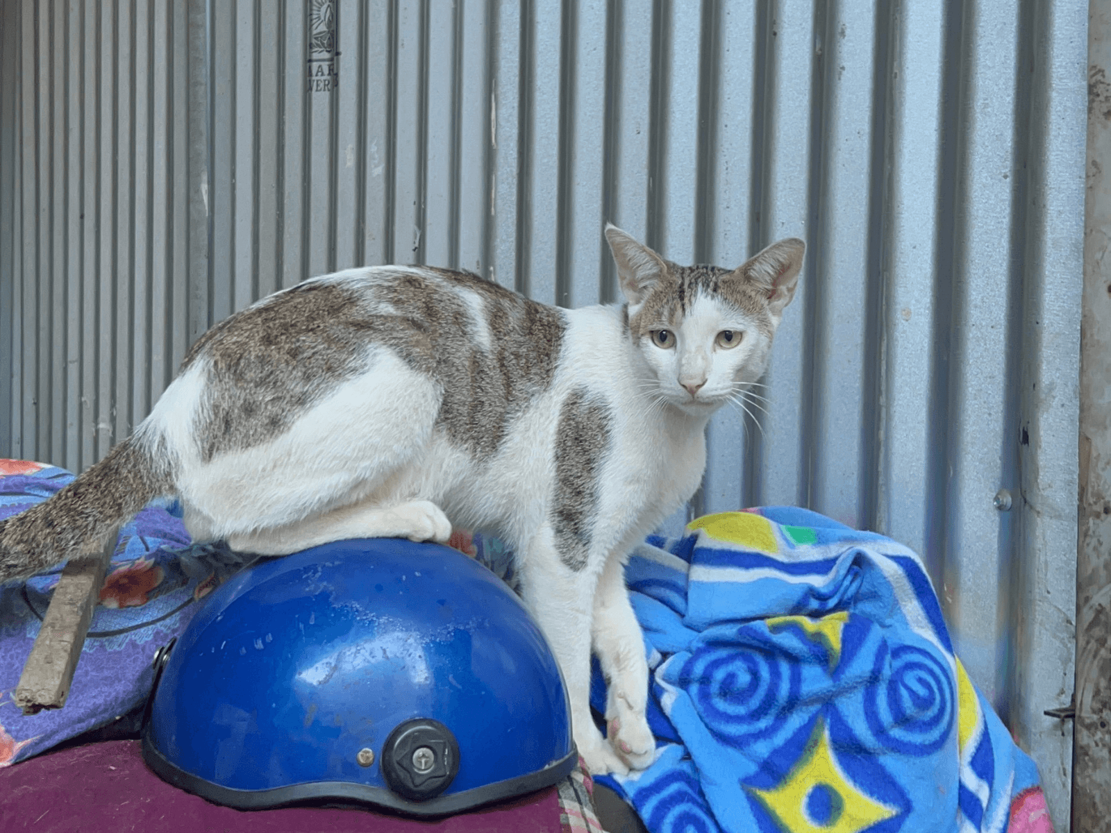 Mimi, an Oxsa Nepal shelter cat