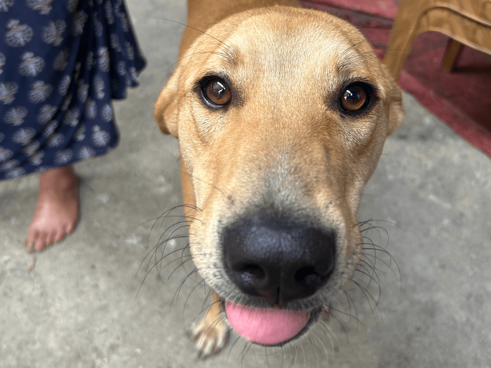 Nemo, an Oxsa Nepal shelter dog
