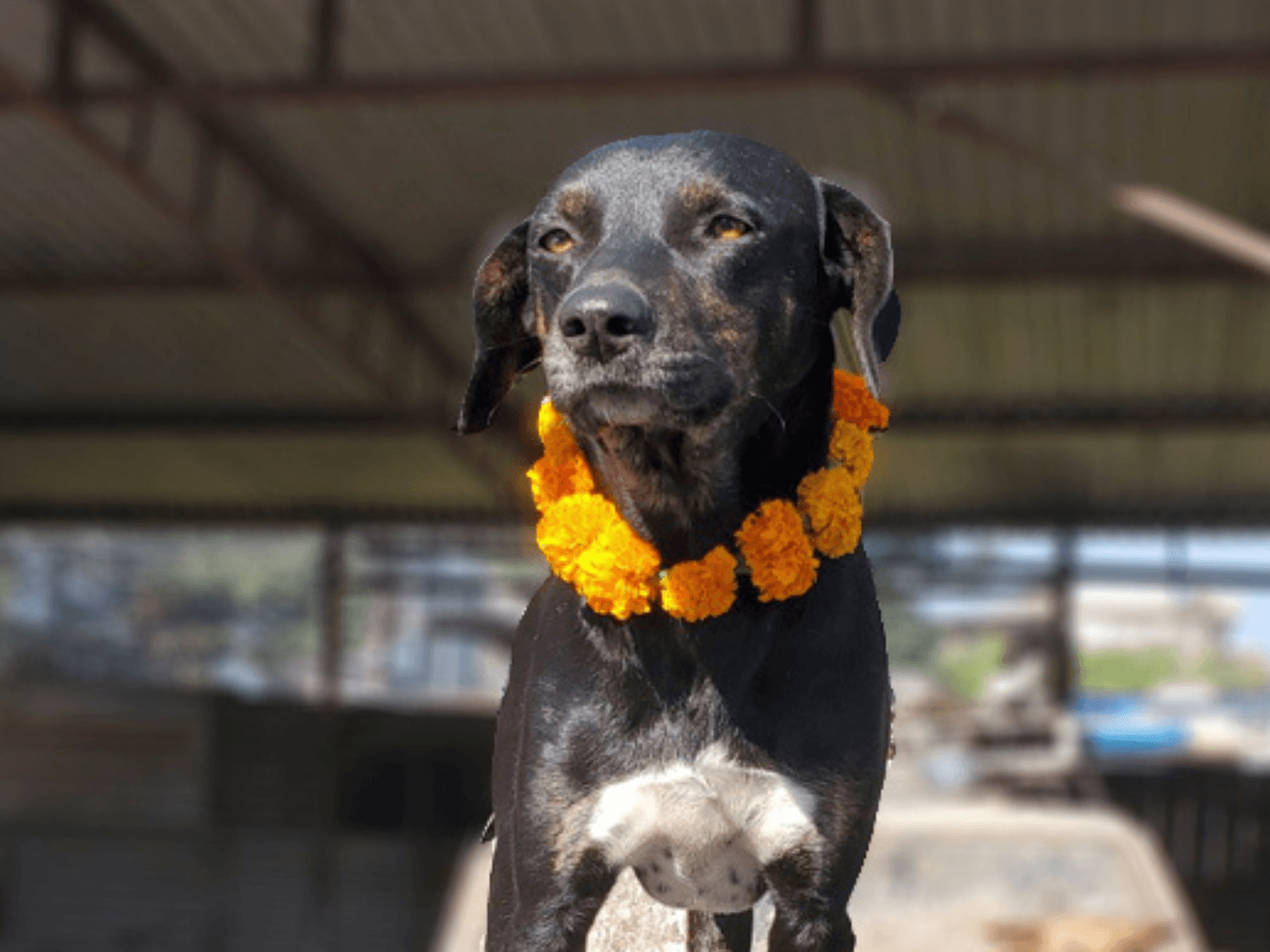 Sam, an Oxsa Nepal shelter dog