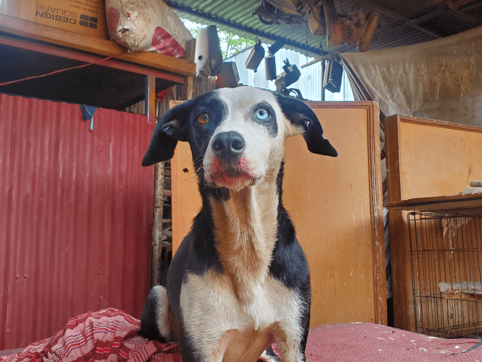 Sumnima, an Oxsa Nepal shelter dog