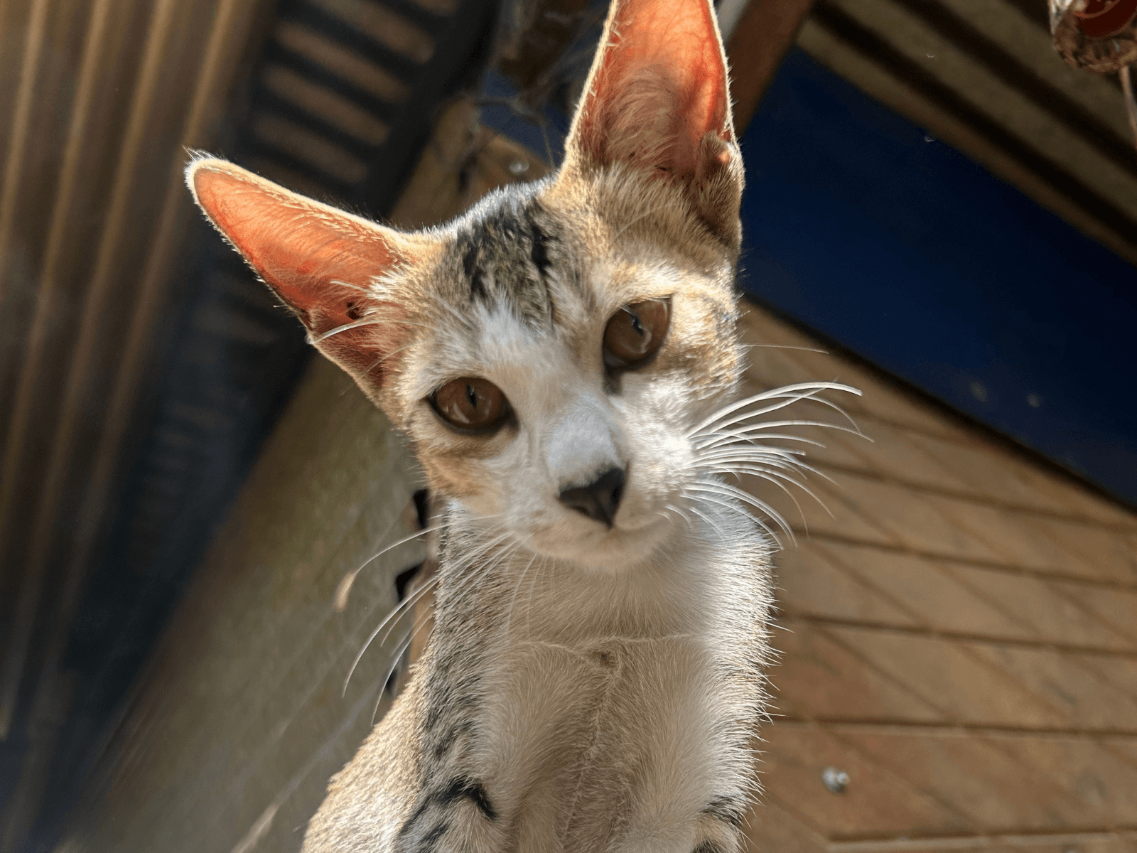 Sweaty, an Oxsa Nepal shelter cat