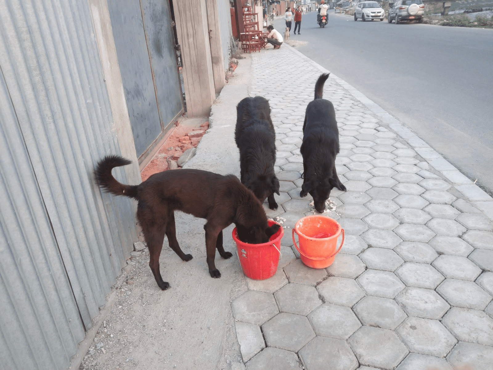 Three dogs being cared for beside a street