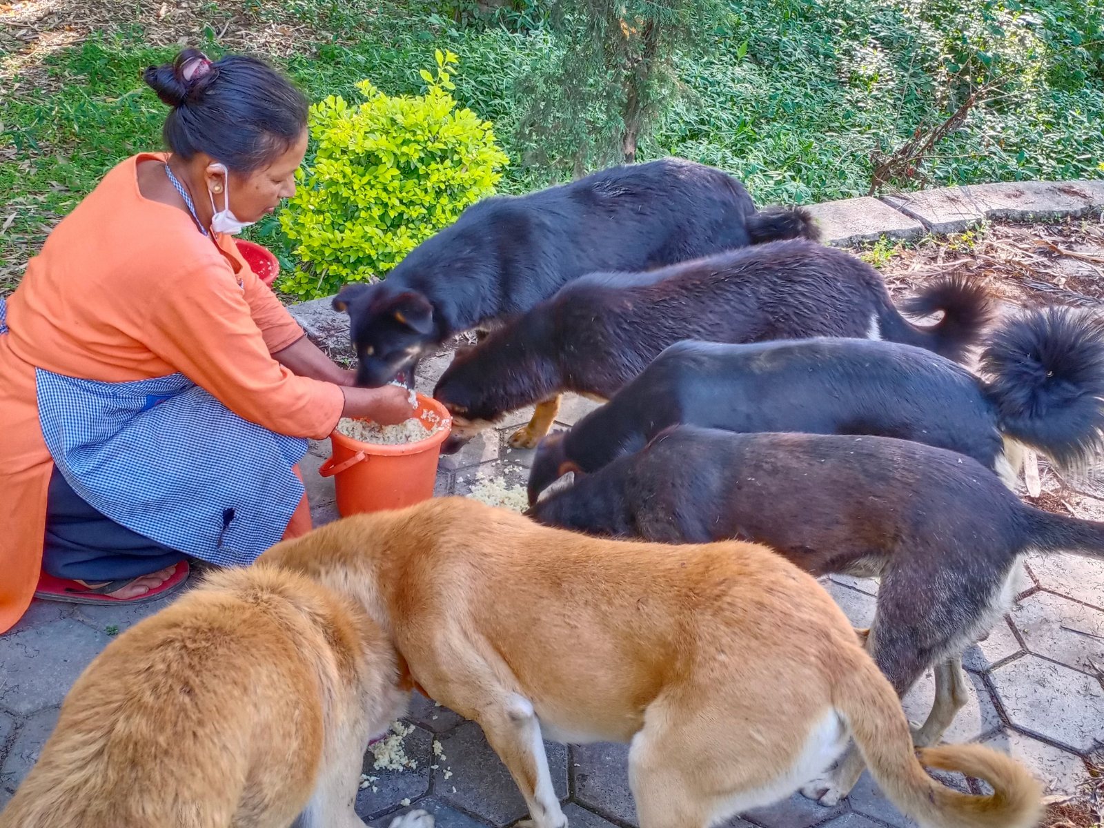 An Oxsa Nepal caregiver feeding community dogs