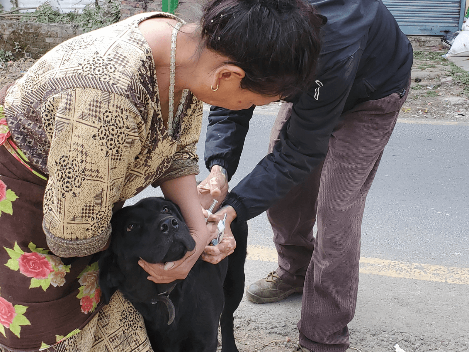 A community dog receiving a vaccination with gentle care